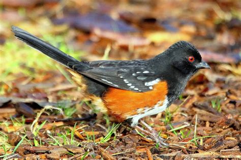 BARRY the BIRDER: Spotted Towhee and Eastern Towhee