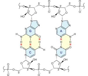 Nitrogenous Bases In RNA: Definition, Examples, Role, Facts