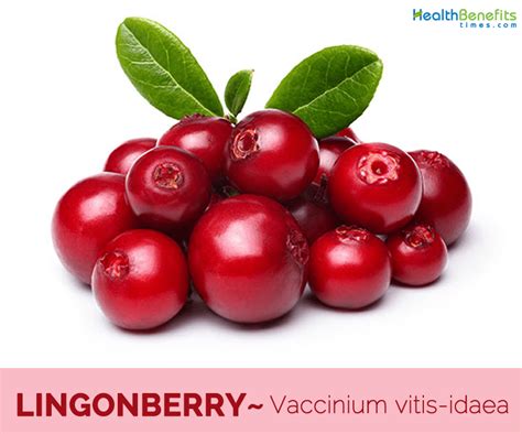 Lingonberry facts and health benefits