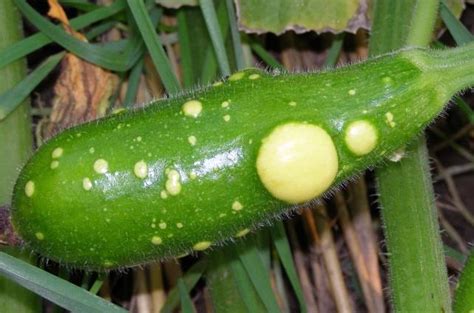 Quick guide to insects and diseases of cucumber, pumpkin and squash | UMN Extension