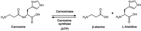 Why and How You Should Supplement with Creatine and Beta-Alanine ...