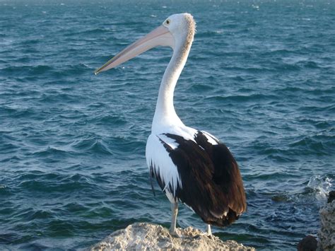 Free Stock photo of Pelican on Rock at West Australia | Photoeverywhere