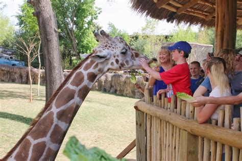 Feed Giraffes at Fort Worth Zoo - Life. Family. Joy