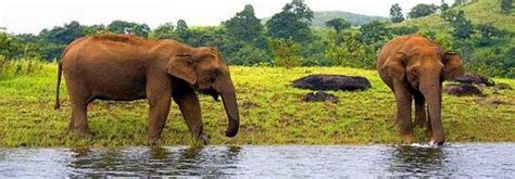 Kerala Wildlife Tour, Wildlife Tour Packages, Luxury Wildlife Tours ...