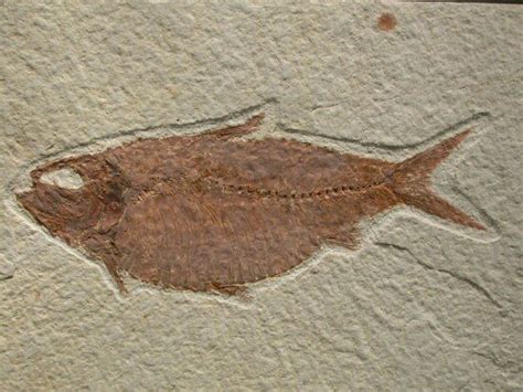 Fossil Fish Knightia alta