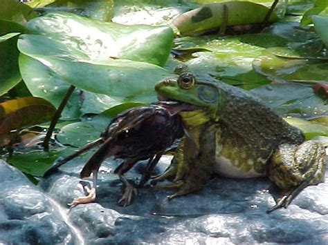 Image - Bullfrog Eating Bird.jpg - Animal World Wiki