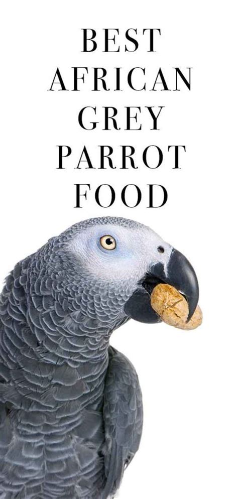 Choosing African Grey Parrot Food - Healthy Diets for Happy Birds!