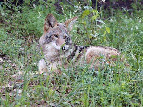 Like “Ferdinand”: Coyote behavior | Coyote Yipps