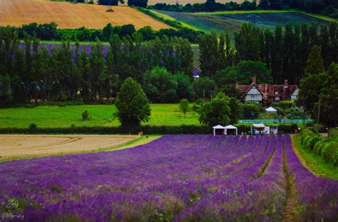 Castle Farm Lavender Fields Kent 12 x 8 photo print | Etsy