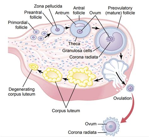 Corpus Luteum-“Luteal” Phase of the Ovarian Cycle