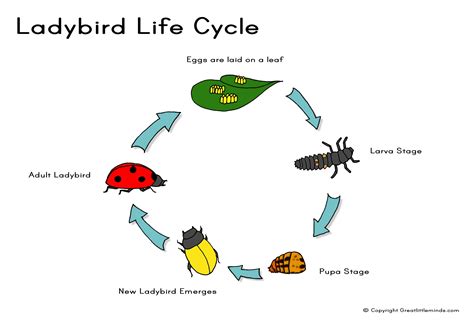 Ladybird Life Cycle