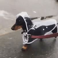 Raincoat GIFs - Find & Share on GIPHY