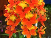 24 Epidendrum Orchids ideas | orchids, beautiful orchids, orchid care