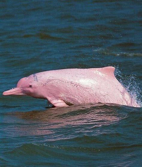 pink porpoise! (With images) | River dolphin, Bizarre animals, Pink dolphin