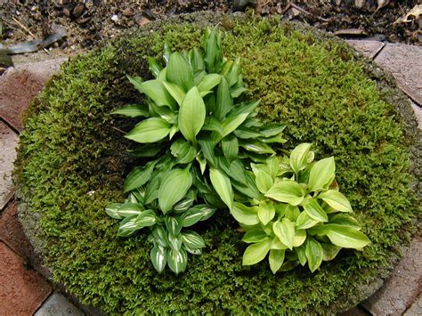 Buy Miniature Hosta Plants-Buy Dwarf Hosta Plants-Pine Forest Gardens