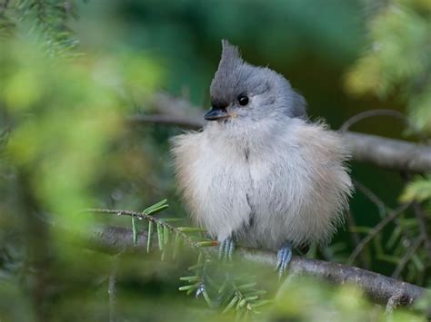 Tufted Titmouse Nesting (Behavior, Eggs, Location) | Birdfact