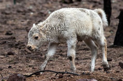 Yellowstone debunks rumors, white buffalo calf named Wakan Gli