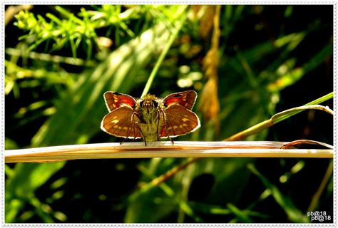 Large Skipper Butterfly | pete beard | Flickr