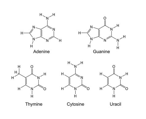 The Difference Between Purines and Pyrimidines