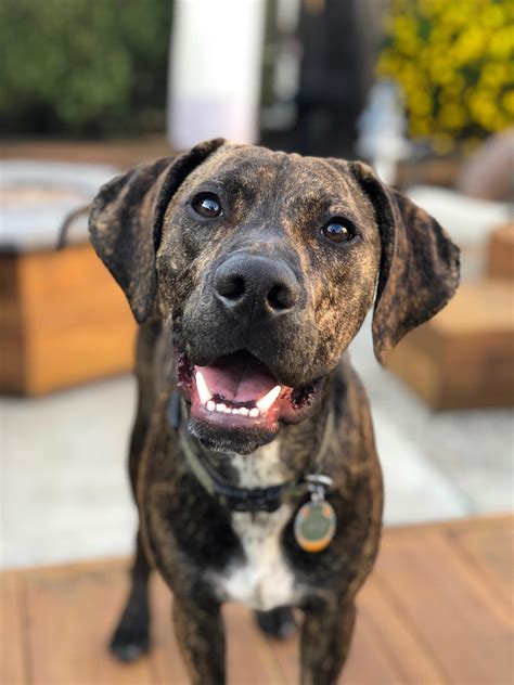 Catahoula Leopard Dog Puppies : r/aww