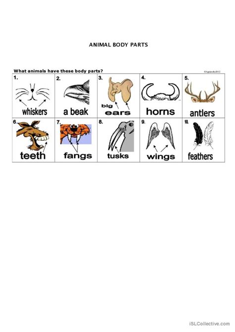 Animal Body Parts Flash Cards