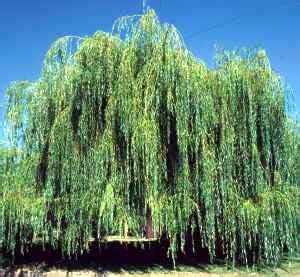 Willow Tree: Pictures, Images, Photos of Willows