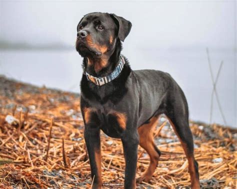 American vs. German Rottweiler: Which Is Right for You?