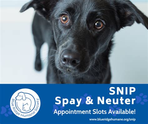 Are you looking for low-cost spay/neuter? - Blue Ridge Humane Society