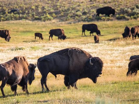 Watch Over 150 Bison Weave Through Traffic in Yellowstone as Winter Migration Begins | Smithsonian