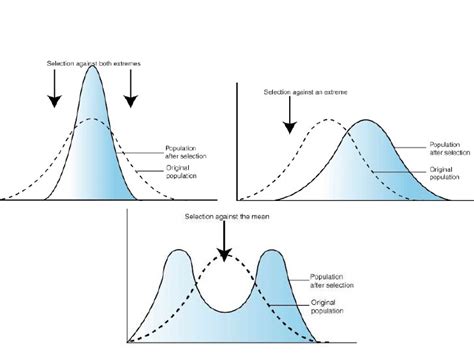 Evolution & Natural Selection (22, 23, 24, 25) Diagram | Quizlet