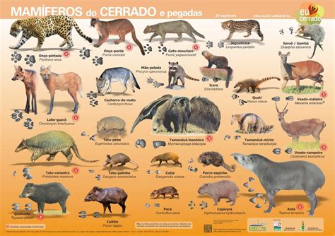 A vida no Cerrado on Twitter | Animal posters, Mammals, Animals and pets