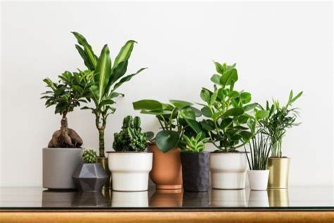 20+ Best Indoor Plants for Small Spaces with Placement Tips