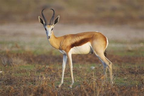 Springbok - online puzzle