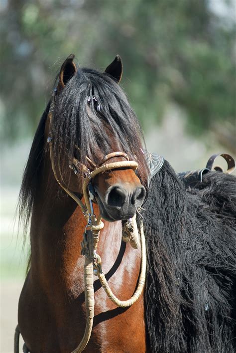 Witness Beautiful Peruvian Paso Horses At Temecula Event | Temecula, CA ...