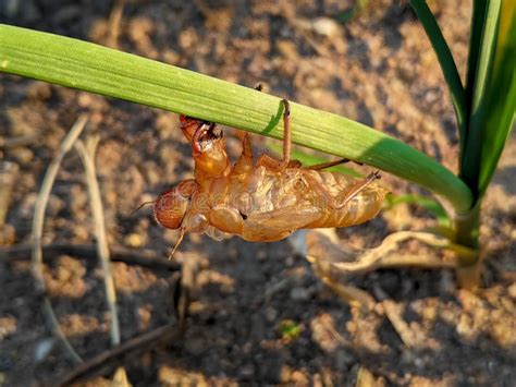 Cicada Skin Shedding stock image. Image of brown, arthropod - 273135649