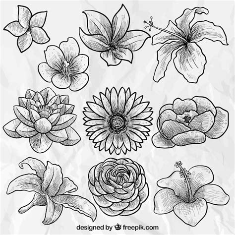 Free Vector | Hand drawn beautiful flowers