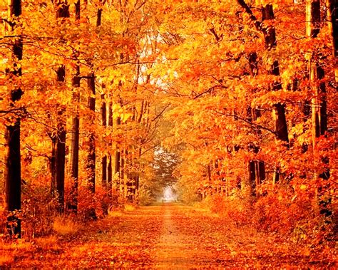 Free photo: Autumn Scene - Autumn, Autumnal, Blue - Free Download - Jooinn