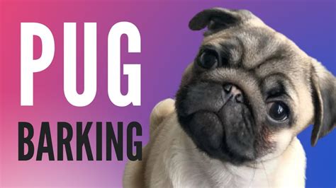 Pug Barking Sound FX (NEW!!!) - YouTube