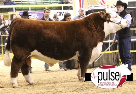 NWSS – Horned Hereford Bulls | The Pulse