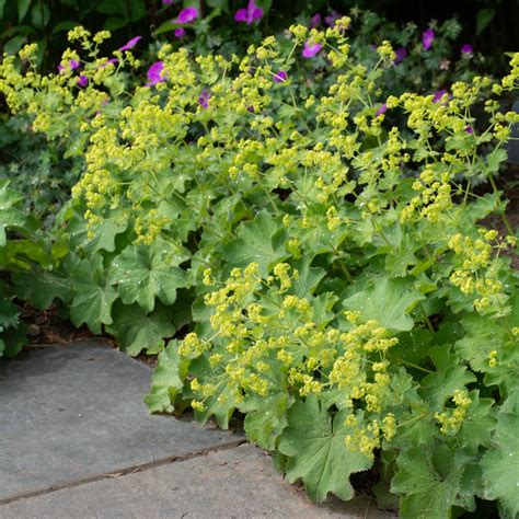 Alchemilla mollis | White Flower Farm