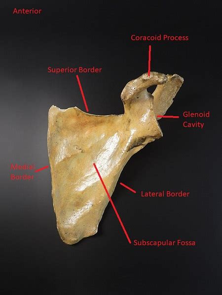 Scapula Location, Anatomy & Features | Study.com