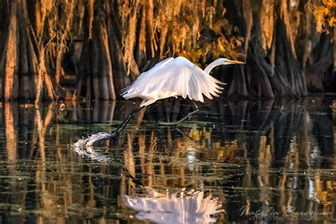 Cypress Swamps Wild Life, Louisiana, Texas, USA Natalia Berezina ...