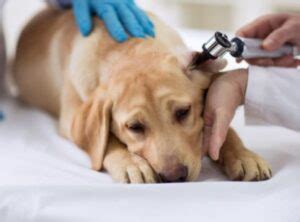 Claro Otic Solution For Dogs | Ear Infection Treatment Dose