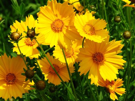 Coreopsis grandiflora (Common Coreopsis, Large Flower Tickseed ...