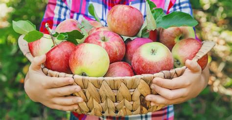 10 Must-Read Fall Apple Picking Tips - Farmers' Almanac