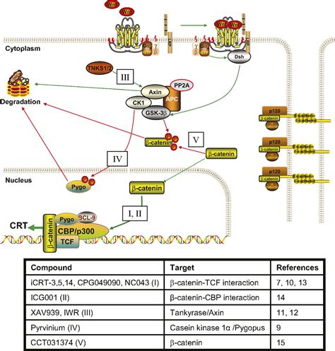 Winning WNT: Race to Wnt signaling inhibitors | PNAS