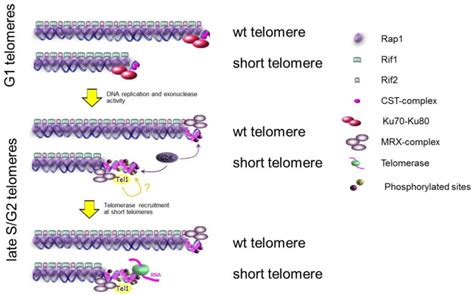 Schematic representation of the regulation of telomere lengthening in... | Download Scientific ...