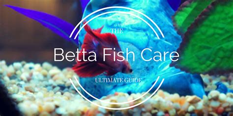 Betta Fish Care Guide - How to Take Care of Betta Fish | Bettafish.org