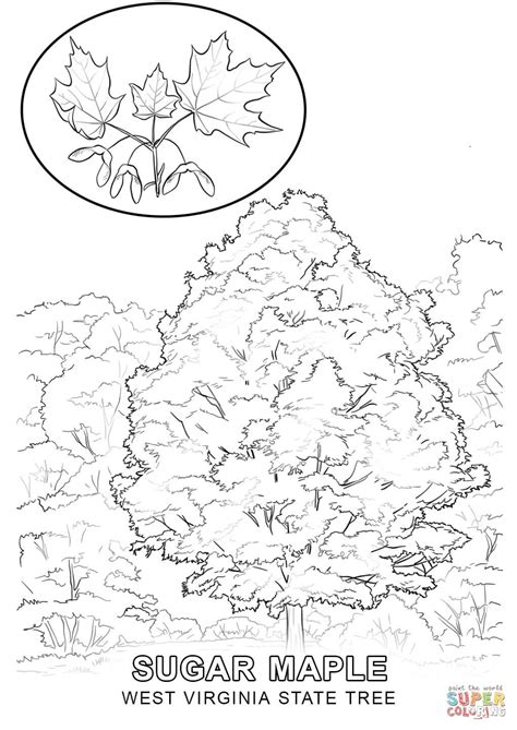 West Virginia State Tree coloring page | Free Printable Coloring Pages