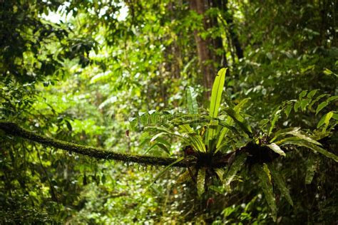 Plants Growing in Branch at Borneo Rainforest Stock Image - Image of lush, green: 171134793